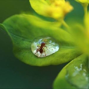 Meet your Posher, Roya